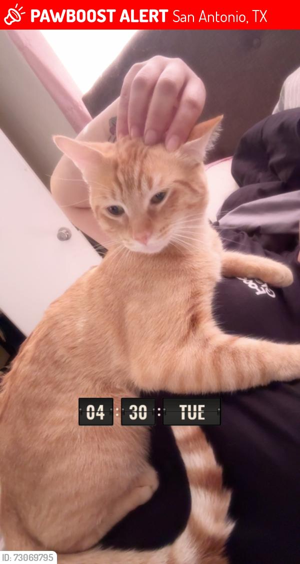 Lost Male Cat last seen Grosenbaucher, San Antonio, TX 78245
