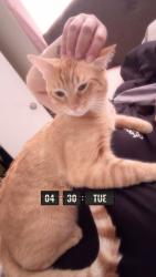 Lost Male Cat last seen Grosenbaucher, San Antonio, TX 78245