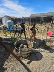 Reunited Male Dog last seen Near W Bolton Rd, Oakley, CA 94561, USA, Oakley, CA 94561