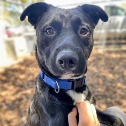Shelter Stray Male Dog last seen , , CA, 1101 29th Ave, Oakland, CA 94601, USA