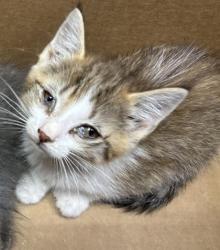 Shelter Stray Unknown Cat last seen Near Creek Shoals CT, Ellenwood 30294, 30294, GA, 3280 Chamblee Dunwoody Rd, Chamblee, GA 30341, USA