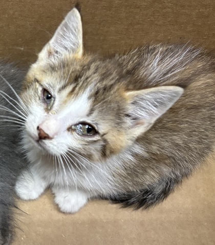 Shelter Stray Unknown Cat last seen Near Creek Shoals CT, Ellenwood 30294, 30294, GA, 3280 Chamblee Dunwoody Rd, Chamblee, GA 30341, USA
