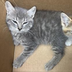 Shelter Stray Unknown Cat last seen Near Creek Shoals CT, Ellenwood 30294, 30294, GA, 3280 Chamblee Dunwoody Rd, Chamblee, GA 30341, USA