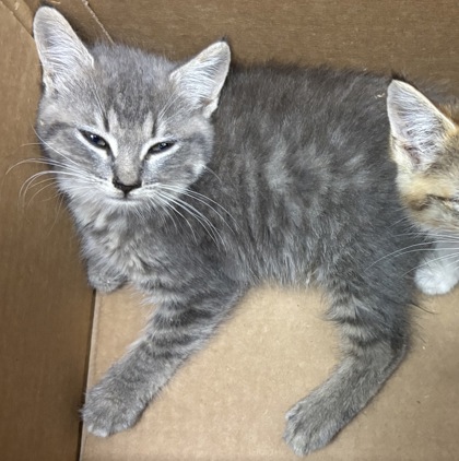 Shelter Stray Unknown Cat last seen Near Creek Shoals CT, Ellenwood 30294, 30294, GA, 3280 Chamblee Dunwoody Rd, Chamblee, GA 30341, USA