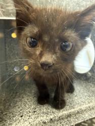 Shelter Stray Male Cat last seen Bamboo @ Flamingo Way, 75150, TX, 1650 Gross Rd, Mesquite, TX 75149, USA
