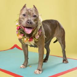 Shelter Stray Female Dog last seen Near Santa Barbara Dr., Atlanta, GA, 1251 Fulton Industrial Blvd NW, Atlanta, GA 30336, USA