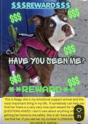Reunited Female Dog last seen Argyle avenue, Los Angeles, CA 90028