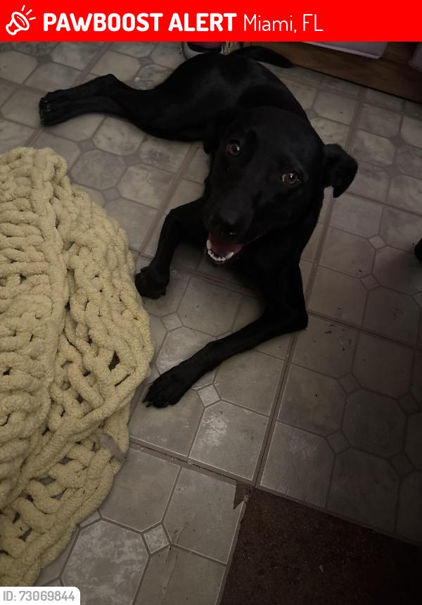 Lost Female Dog last seen Mays Middle, Miami, FL 33177