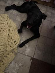 Lost Female Dog last seen Mays Middle, Miami, FL 33177