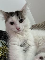 Lost Female Cat last seen Near Ruben Ln, Sandy, OR 97055