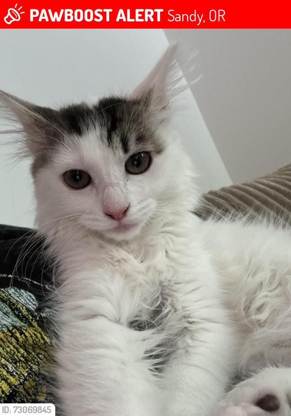 Lost Female Cat last seen Near Ruben Ln, Sandy, OR 97055