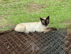 Lost Male Cat last seen rockcrusher rd, Lexington, NC 27292