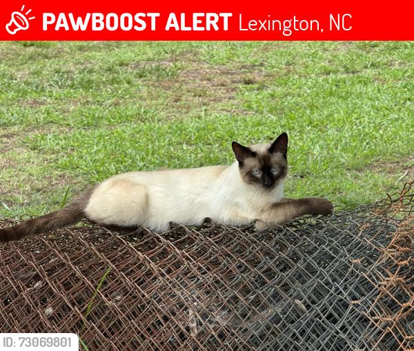 Lost Male Cat last seen rockcrusher rd, Lexington, NC 27292