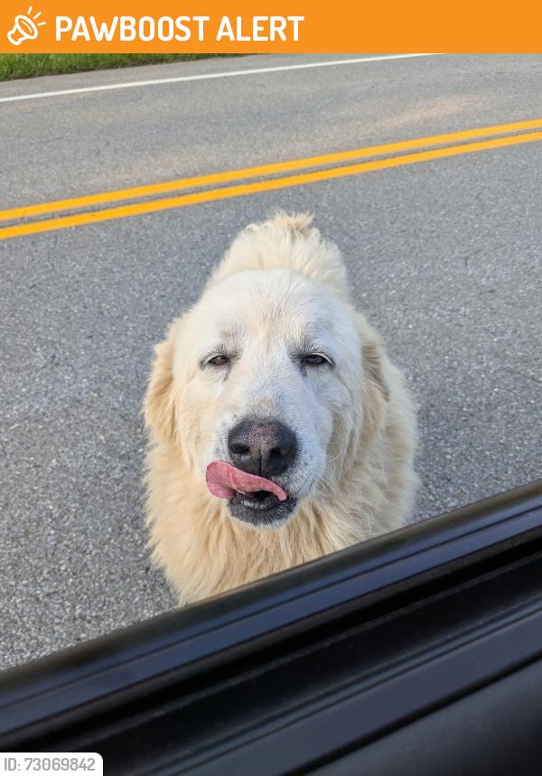 Found/Stray Unknown Dog last seen Johnson mountain rd, Campbell County, VA 24571