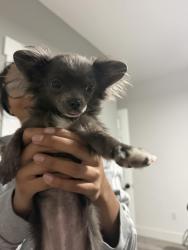 Lost Female Dog last seen Meyers ave Reno nv, Reno, NV 89506