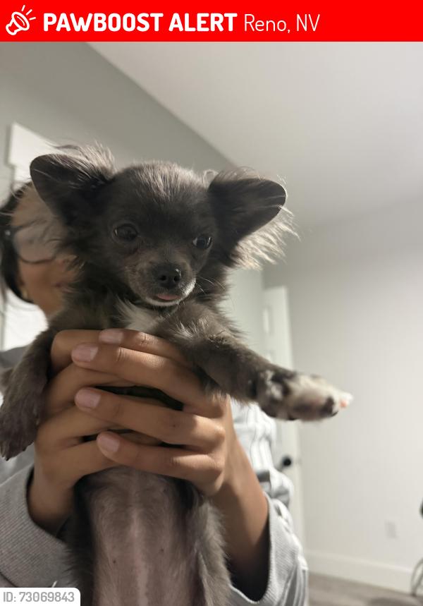 Lost Female Dog last seen Meyers ave Reno nv, Reno, NV 89506