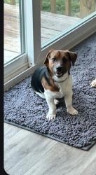 Lost Male Dog last seen Calvary, Citrus Springs, FL 34433