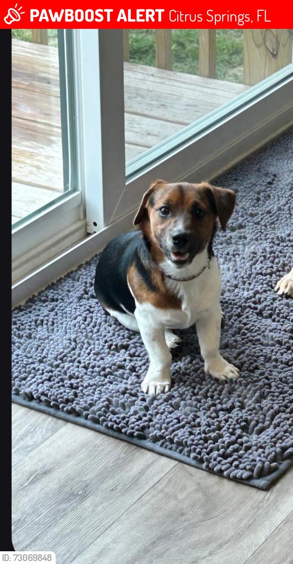 Lost Male Dog last seen Calvary, Citrus Springs, FL 34433