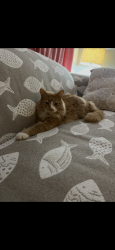 Lost Male Cat last seen Harris Creek Elementary, Raleigh, NC 27616