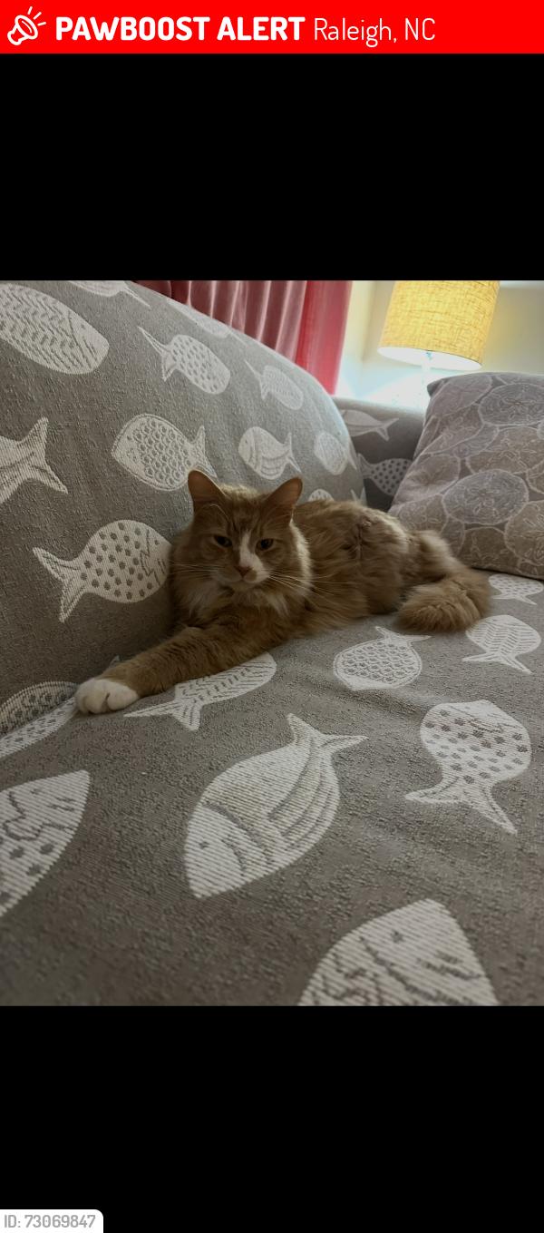 Lost Male Cat last seen Harris Creek Elementary, Raleigh, NC 27616