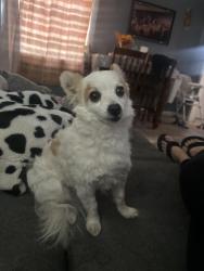 Lost Male Dog last seen 12th street and Dwight Ave, Riverside, CA 92507
