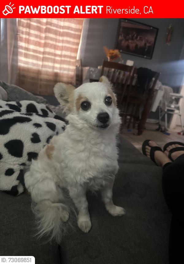 Lost Male Dog last seen 12th street and Dwight Ave, Riverside, CA 92507