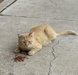 Lost Male Cat last seen Central and carlisle NOB HILL AREA, Albuquerque, NM 87108