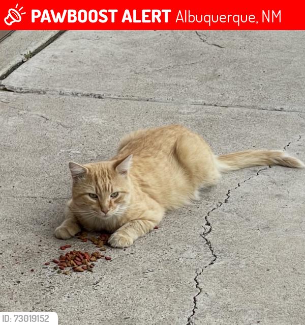 Lost Male Cat last seen Central and carlisle NOB HILL AREA, Albuquerque, NM 87108