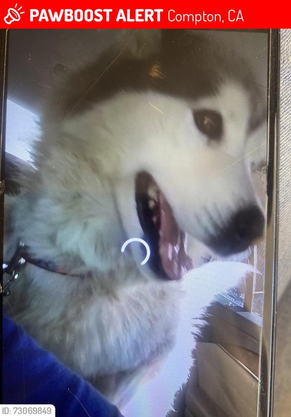 Lost Female Dog last seen Dale’s Donut, El granero pet shop, northgate, Compton, CA 90221