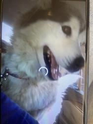 Lost Female Dog last seen Dale’s Donut, El granero pet shop, northgate, Compton, CA 90221