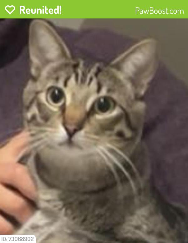 Reunited Male Cat last seen Thomas Street , Mississauga, ON L5M 5L8