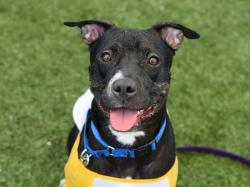 Shelter Stray Male Dog last seen Empire Blvd Street, BROOKLYN, NY, 11225, 326 E 110th St, New York, NY 10029, USA