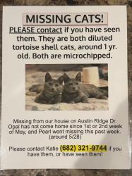 Lost Female Cat last seen Freestone Dr, Fort Worth, TX 76179