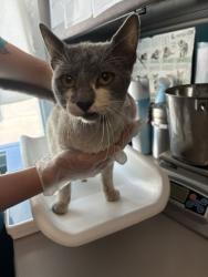 Shelter Stray Male Cat last seen Near S Commerce Drive, MURRAY CITY, UT, 84107, 511 W 3900 S, Salt Lake City, UT 84123, USA