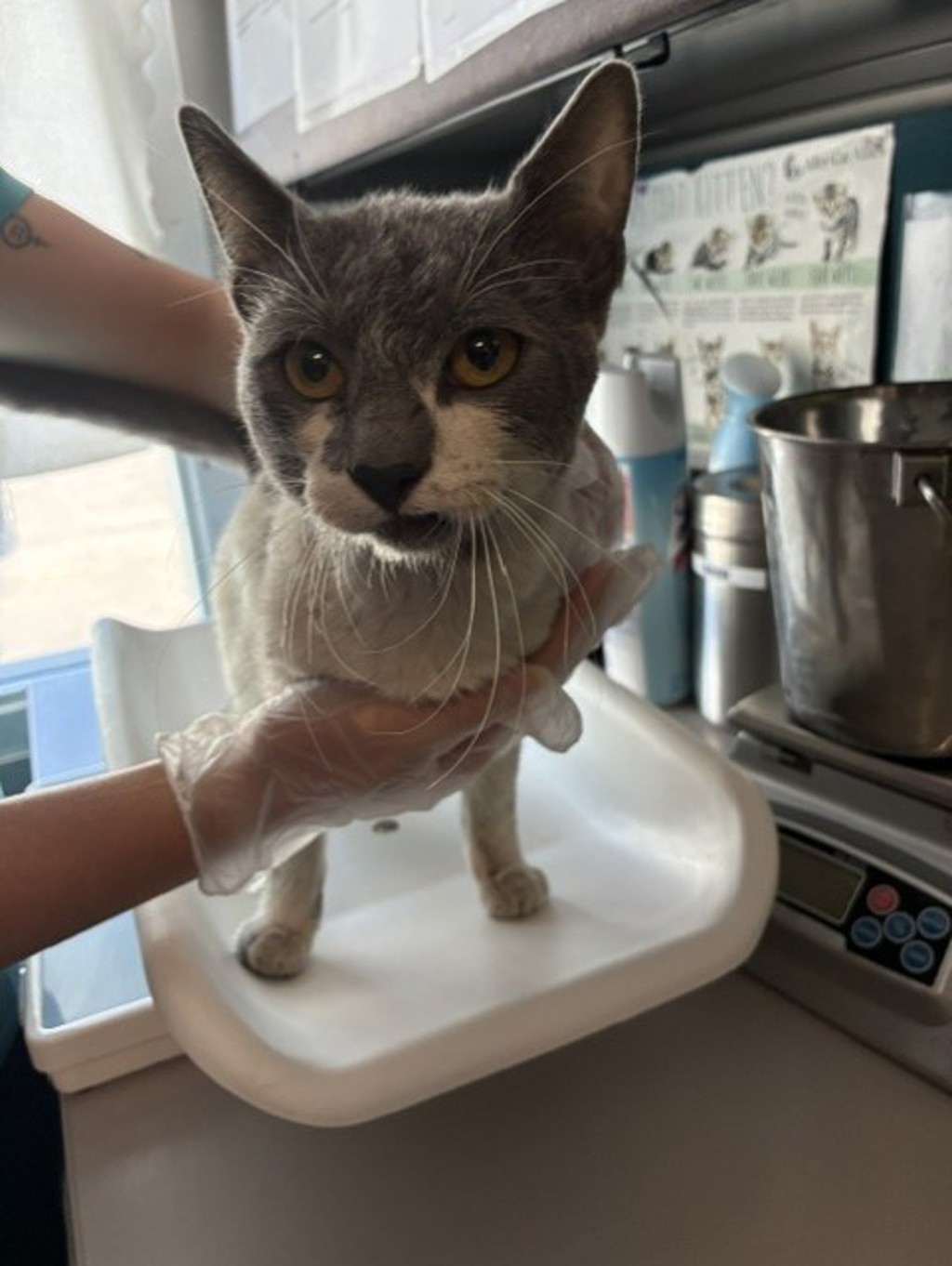 Shelter Stray Male Cat last seen Near S Commerce Drive, MURRAY CITY, UT, 84107, 511 W 3900 S, Salt Lake City, UT 84123, USA