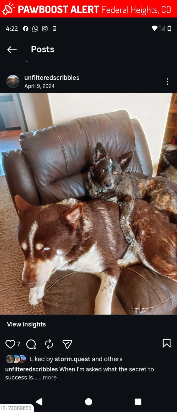 Lost Male Dog last seen Lower badlands disc golf course, Federal Heights, CO 80260