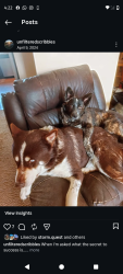 Lost Male Dog last seen Lower badlands disc golf course, Federal Heights, CO 80260
