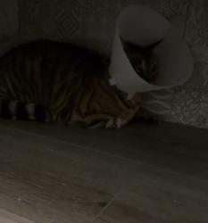Lost Male Cat last seen Red hill country club, Rancho Cucamonga, CA 91730