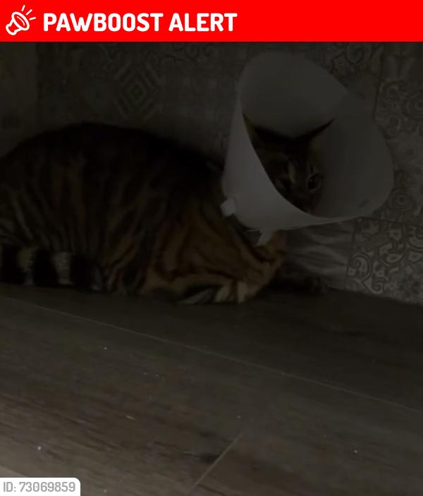 Lost Male Cat last seen Red hill country club, Rancho Cucamonga, CA 91730