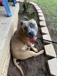 Found/Stray Male Dog last seen Mueller, Oklahoma City, OK 73112