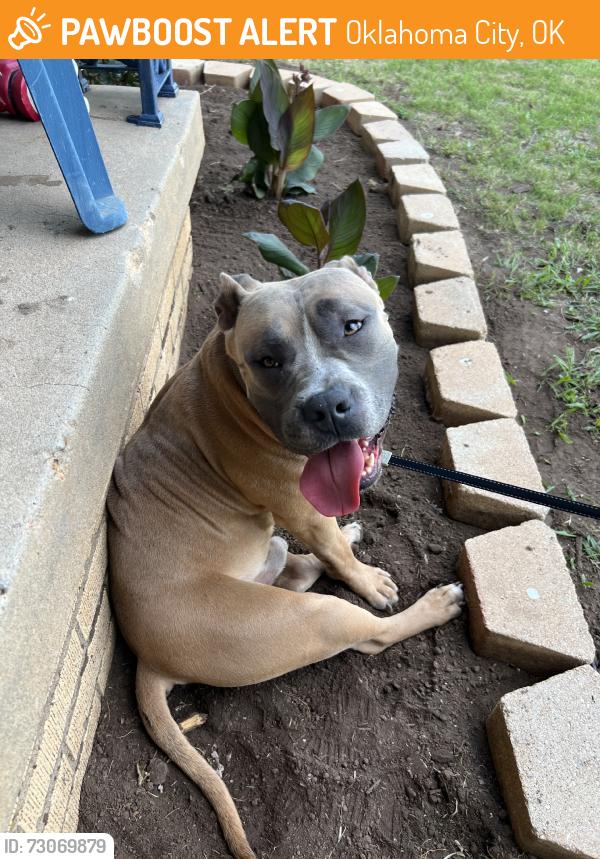 Found/Stray Male Dog last seen Mueller, Oklahoma City, OK 73112