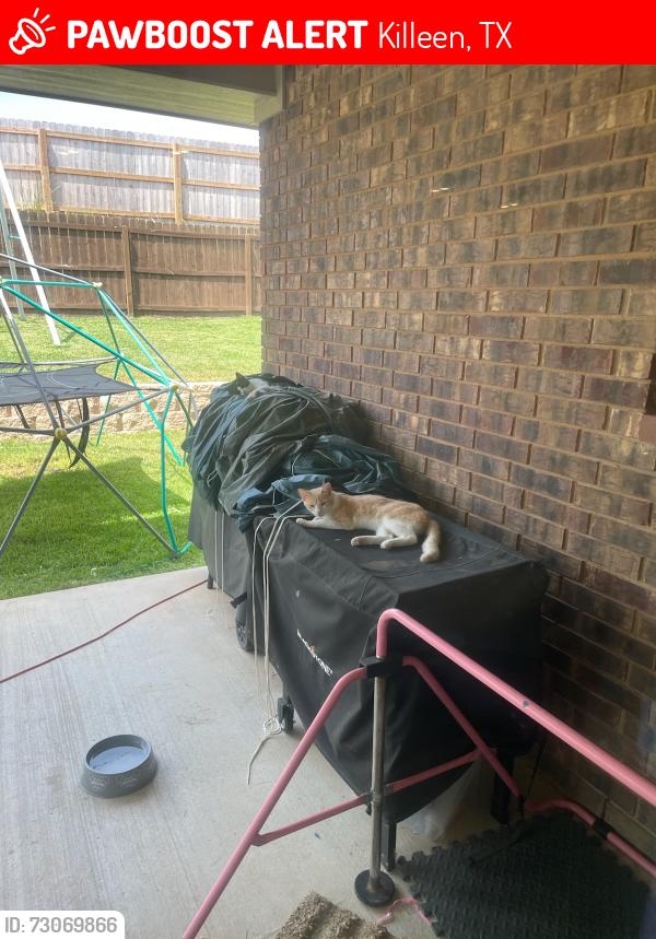 Lost Male Cat last seen Near platinum drive, killeen,texas, Killeen, TX 76542
