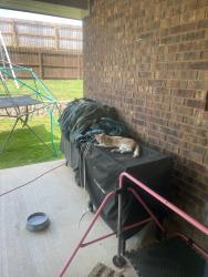 Lost Male Cat last seen Near platinum drive, killeen,texas, Killeen, TX 76542