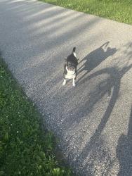 Found/Stray Unknown Dog last seen Aldo leopold elementary, Marine, IL 62061