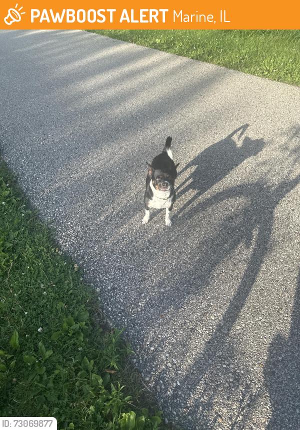 Found/Stray Unknown Dog last seen Aldo leopold elementary, Marine, IL 62061