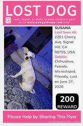 Lost Female Dog last seen Signal Hill, CA, USA, Signal Hill, CA 90755