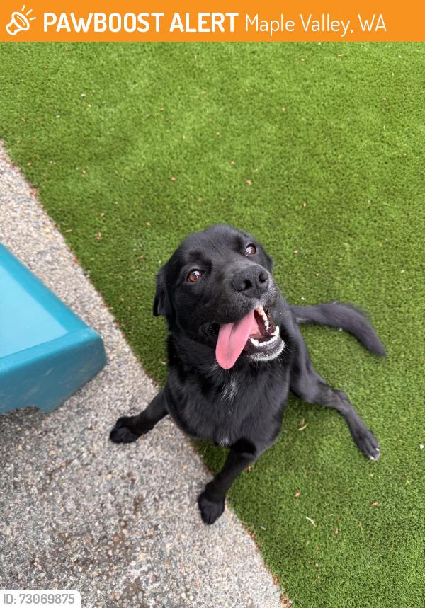 Found/Stray Male Dog last seen Cascadia pizza off hwy 169, Maple Valley, WA 98038