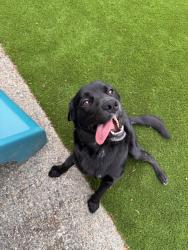 Found/Stray Male Dog last seen Cascadia pizza off hwy 169, Maple Valley, WA 98038