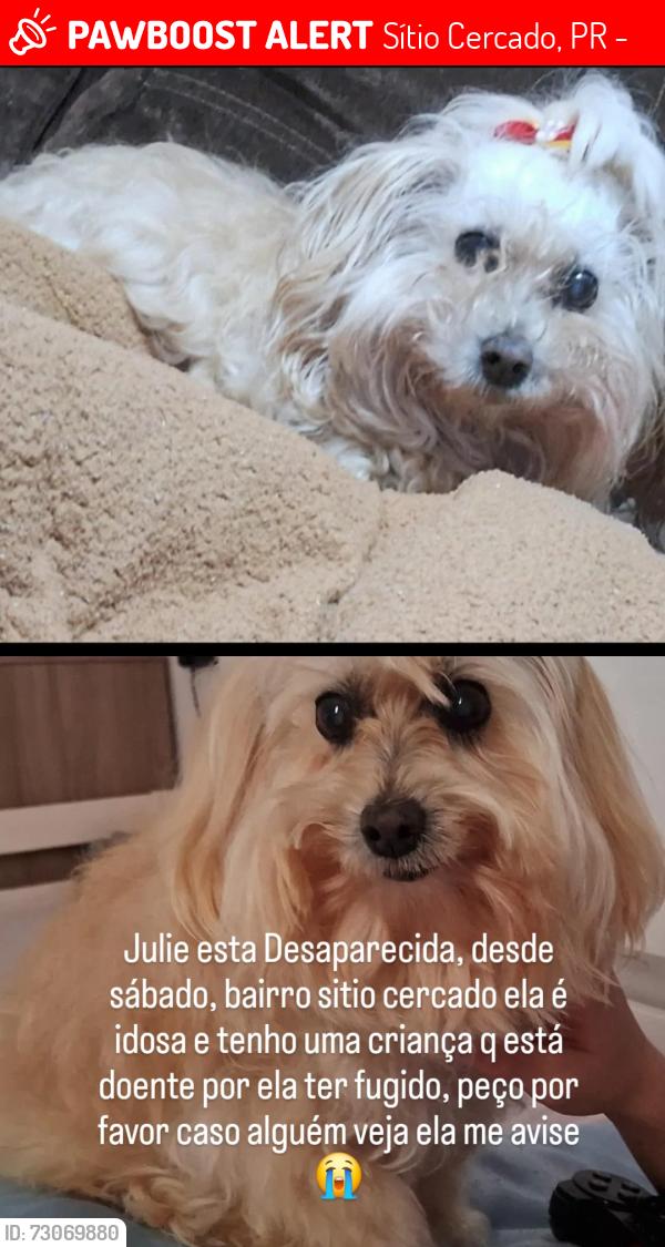 Lost Female Dog last seen Nicola Pelanda, Sítio Cercado, PR 81900-445