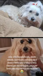 Lost Female Dog last seen Nicola Pelanda, Sítio Cercado, PR 81900-445